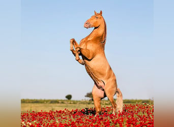 Andalusier, Hengst, 6 Jahre, 161 cm, Champagne
