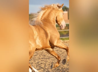 Andalusier, Hengst, 6 Jahre, 161 cm, Champagne