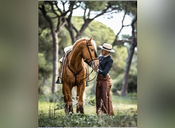Andalusier, Hengst, 6 Jahre, 161 cm, Champagne