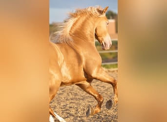Andalusier, Hengst, 6 Jahre, 161 cm, Champagne
