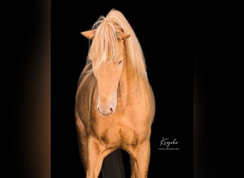 Andalusier, Hengst, 6 Jahre, 161 cm, Champagne
