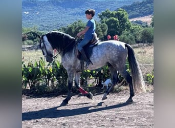 Andalusier, Hengst, 6 Jahre, 162 cm, Apfelschimmel