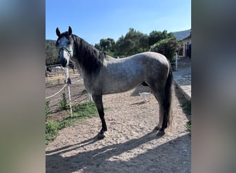 Andalusier, Hengst, 6 Jahre, 162 cm, Apfelschimmel