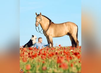 Andalusier, Hengst, 6 Jahre, 162 cm, Champagne