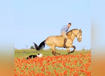 Andalusier, Hengst, 6 Jahre, 162 cm, Champagne