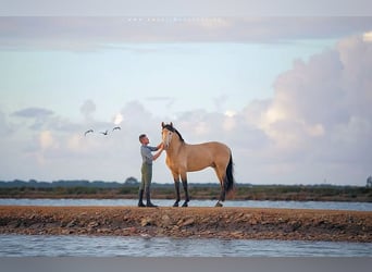 Andalusier, Hengst, 6 Jahre, 162 cm, Champagne