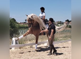 Andalusier, Hengst, 6 Jahre, 162 cm, Palomino