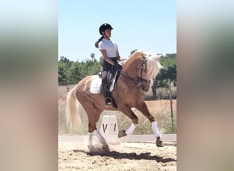 Andalusier, Hengst, 6 Jahre, 162 cm, Palomino