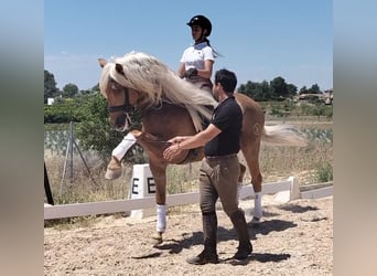 Andalusier, Hengst, 6 Jahre, 162 cm, Palomino