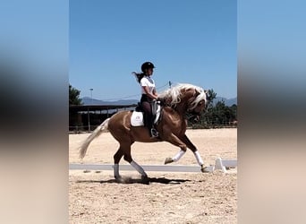 Andalusier, Hengst, 6 Jahre, 162 cm, Palomino