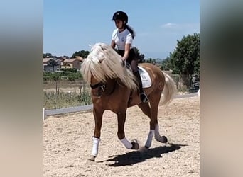 Andalusier, Hengst, 6 Jahre, 162 cm, Palomino
