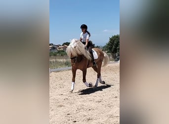 Andalusier, Hengst, 6 Jahre, 162 cm, Palomino