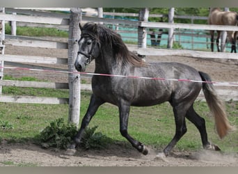 Andalusier, Hengst, 6 Jahre, 162 cm, Schimmel
