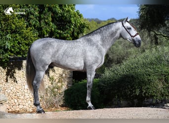 Andalusier, Hengst, 6 Jahre, 162 cm, Schimmel