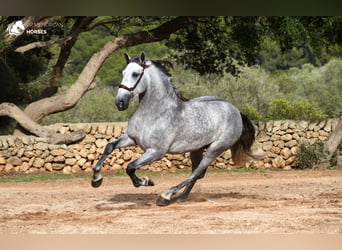 Andalusier, Hengst, 6 Jahre, 162 cm, Schimmel