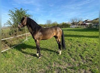 Andalusier, Hengst, 6 Jahre, 163 cm, Buckskin