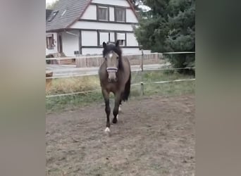 Andalusier, Hengst, 6 Jahre, 163 cm, Buckskin