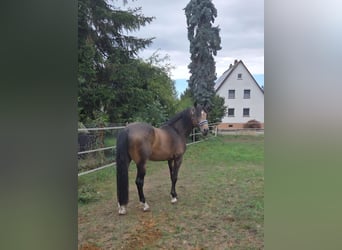 Andalusier, Hengst, 6 Jahre, 163 cm, Buckskin