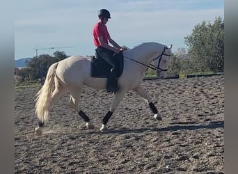 Andalusier, Hengst, 6 Jahre, 163 cm, Cremello