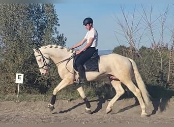 Andalusier, Hengst, 6 Jahre, 163 cm, Cremello