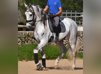 Andalusier, Hengst, 6 Jahre, 164 cm, Schimmel