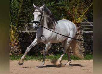 Andalusier, Hengst, 6 Jahre, 164 cm, Schimmel