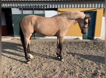 Andalusier, Hengst, 6 Jahre, 165 cm, Falbe