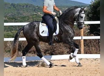 Andalusier, Hengst, 6 Jahre, 165 cm, Schimmel