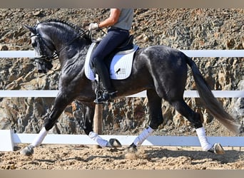 Andalusier, Hengst, 6 Jahre, 165 cm, Schimmel