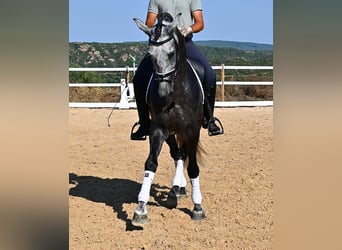 Andalusier, Hengst, 6 Jahre, 165 cm, Schimmel
