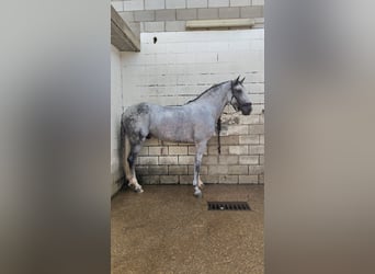 Andalusier, Hengst, 6 Jahre, 166 cm, Schimmel