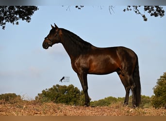 Andalusier, Hengst, 6 Jahre, 167 cm, Dunkelbrauner