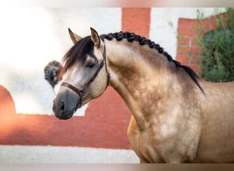 Andalusier, Hengst, 6 Jahre, 173 cm, Falbe