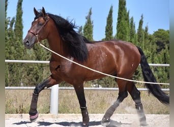 Andalusier, Hengst, 6 Jahre, 179 cm, Brauner