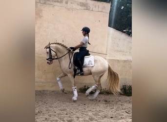 Andalusiër, Hengst, 7 Jaar, 160 cm, Perlino