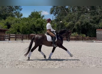 Andalusiër, Hengst, 7 Jaar, 160 cm, Zwart