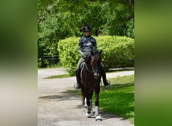 Andalusiër, Hengst, 7 Jaar, 160 cm, Zwart