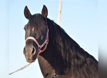 Andalusiër, Hengst, 7 Jaar, 160 cm, Zwart