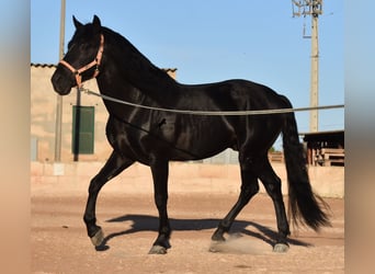 Andalusiër, Hengst, 7 Jaar, 160 cm, Zwart