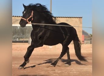 Andalusiër, Hengst, 7 Jaar, 160 cm, Zwart