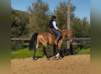 Andalusiër, Hengst, 7 Jaar, 161 cm, Falbe