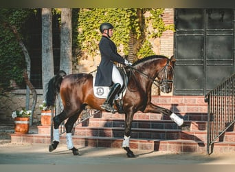 Andalusiër, Hengst, 7 Jaar, 162 cm, Donkerbruin