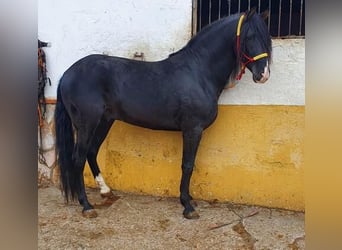 Andalusiër, Hengst, 7 Jaar, 162 cm, Zwart