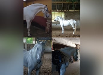 Andalusiër, Hengst, 7 Jaar, 163 cm, Schimmel