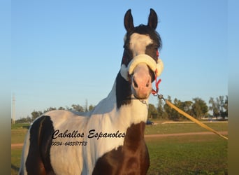 Andalusiër, Hengst, 7 Jaar, 164 cm, Gevlekt-paard