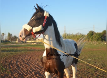 Andalusiër, Hengst, 7 Jaar, 164 cm, Gevlekt-paard