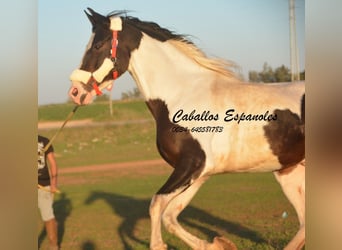 Andalusiër, Hengst, 7 Jaar, 164 cm, Gevlekt-paard