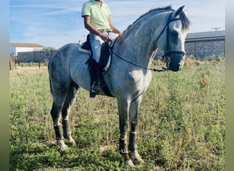 Andalusiër, Hengst, 7 Jaar, 167 cm, Schimmel