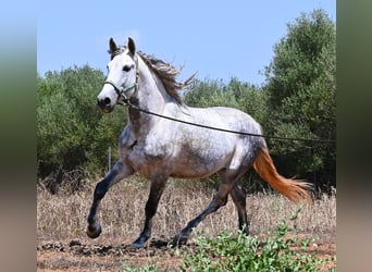 Andalusiër, Hengst, 7 Jaar, 169 cm, Schimmel
