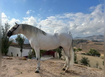 Andalusiër, Hengst, 7 Jaar, 170 cm, Schimmel